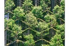 Tree on buildings