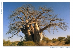 a baobab