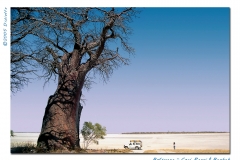 ceci panzi and the baobab