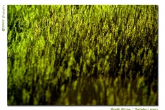 Kalahari grass