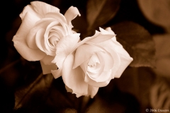 Our roses s