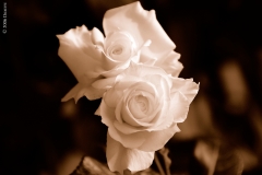 Our roses 2 (sepia)