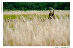 Into the grass